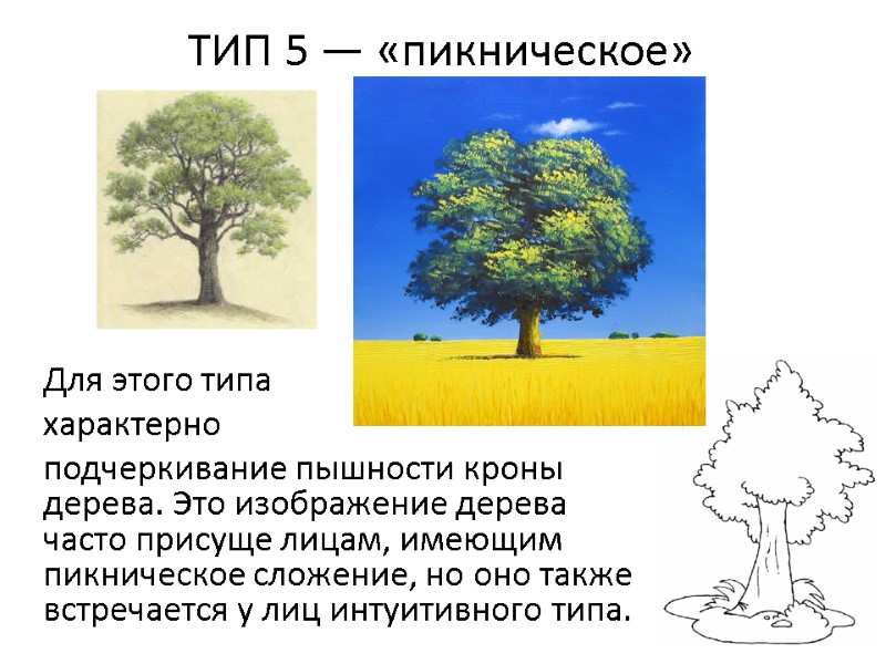 ТИП 5 — «пикническое» Для этого типа  характерно  подчеркивание пышности кроны дерева.